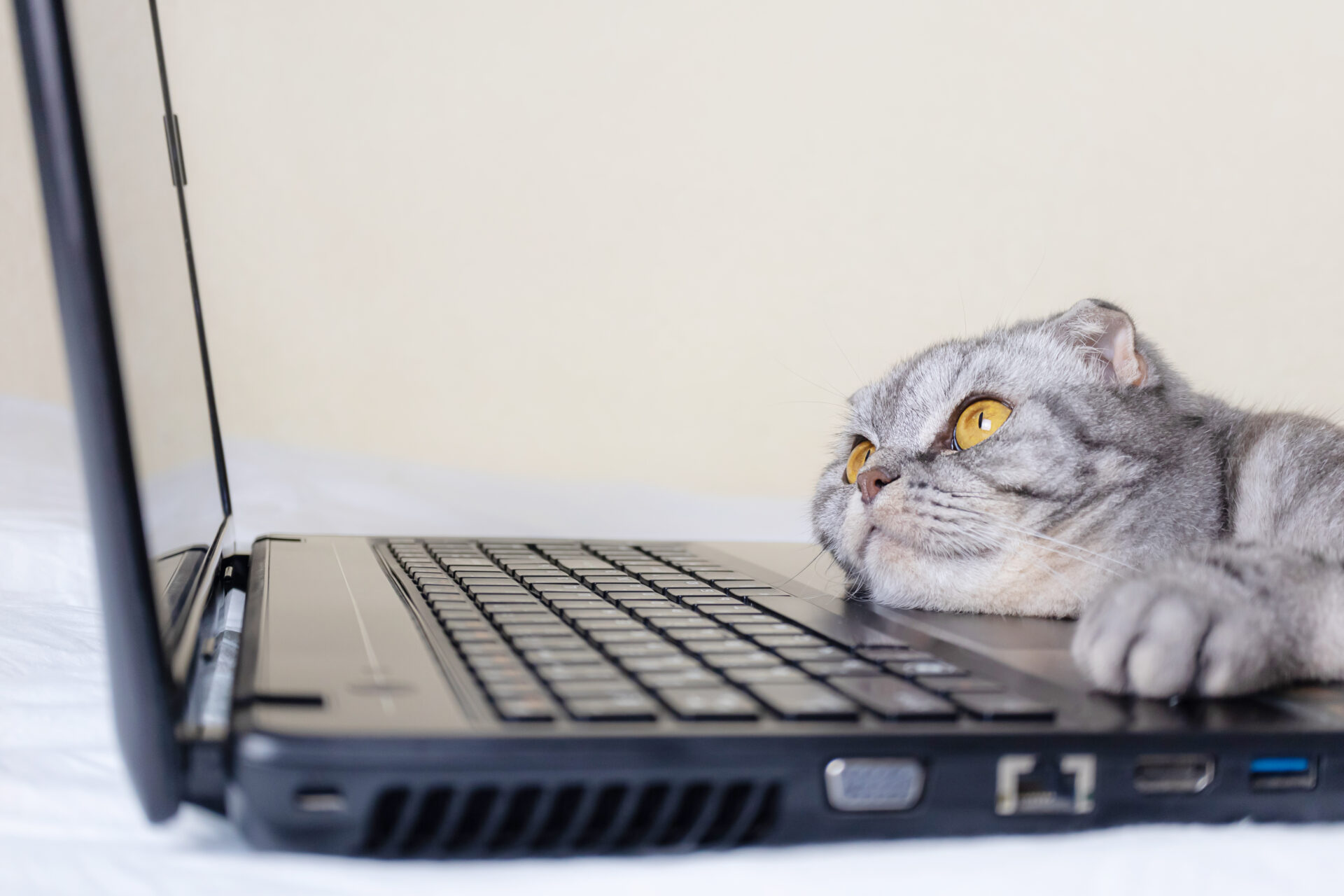 パソコンを見てだらける猫